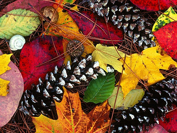 Nature Salad, leaves, snail, mixed colours HD wallpaper
