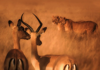 The moment, africa, plain, prey, gizzelle, hunters, gold, lions HD wallpaper