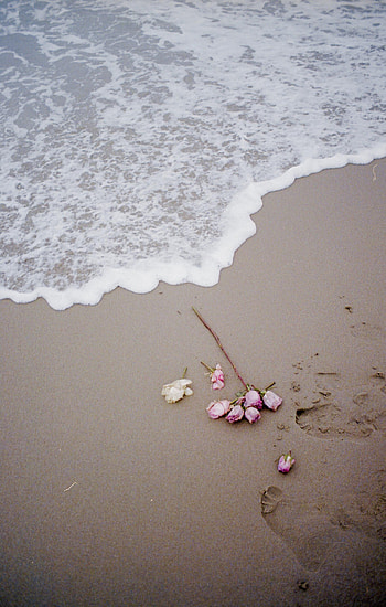 Flowers, Beach, Coast, Rose Flower, Rose HD phone wallpaper