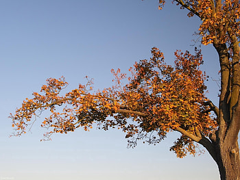 Nature, Autumn, Leaves, Wood, Tree, Branches, Trunk HD wallpaper