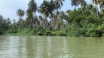 Trivandrum Backwaters, pine tree, India, Kerala, graphy, water HD wallpaper