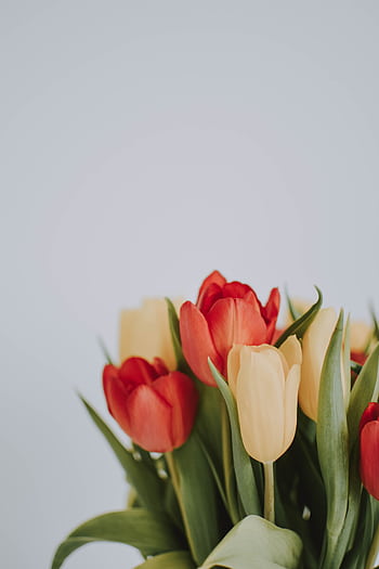 Beautiful arrangement of red and yellow tulips on a soft background, perfect for spring themes. HD phone wallpaper