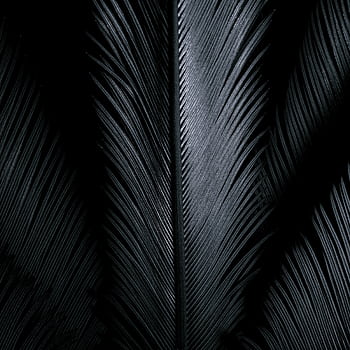 Detailed close-up of a textured black feather with a glossy appearance against a dark background. HD phone wallpaper