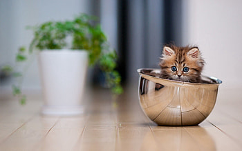 Animals, Plant, Kitty, Kitten, To Lie Down, Lie, Cup, Floor HD wallpaper