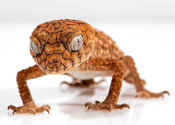 Animals, Close-Up, Lizard, Reptile, Gecko HD wallpaper