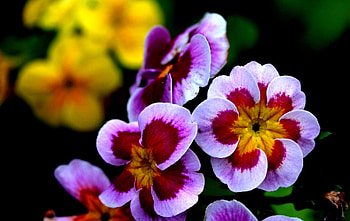 Flowers, pink, yellow, flower HD wallpaper