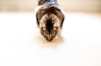 Cat, pet animal HD wallpaper