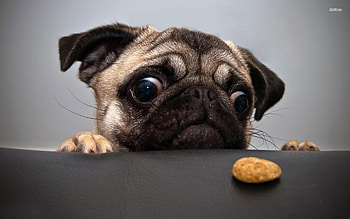 Dog Screensavers and HD wallpaper