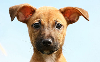 Animals, Dog, Muzzle, Sight, Opinion, Small, Petite HD wallpaper