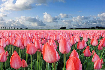 Pink Tulips, pink, beautiful, tulips HD wallpaper