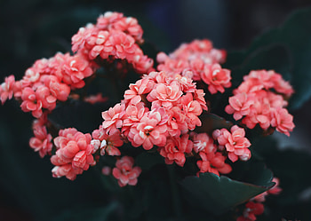 Flowers, Pink, Bush, Bloom, Flowering, Wild Flower HD wallpaper
