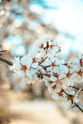 Flowers, Petals, Bloom, Flowering, Branch HD phone wallpaper