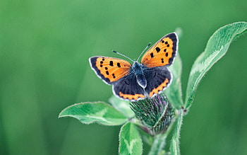 Plant, Macro, Butterfly, Wings HD wallpaper