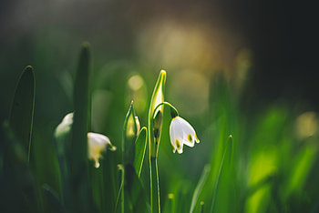 Flower, plant, white, nature HD wallpaper