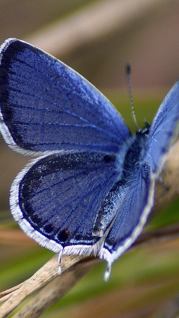 Butterfly, Papillon Butterfly HD phone wallpaper