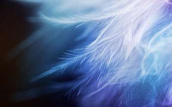Feather, Macro HD wallpaper