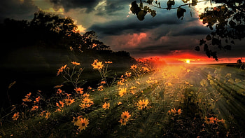 sunset over the flower field, sky, flowers, field, sunset HD wallpaper