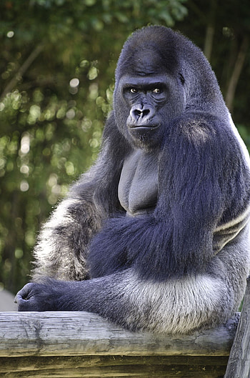 Gorilla inspiration, Creative ideas, Unique concepts, Artistic design HD phone wallpaper