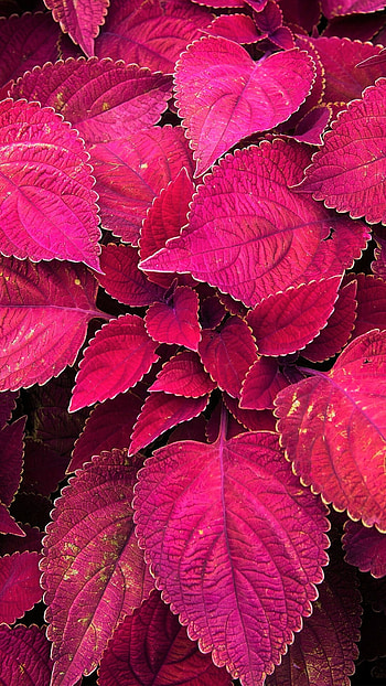 Leaf scenery, Aesthetic charm HD phone wallpaper