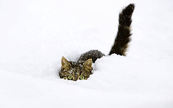 Animals, Snow, Cat, Playful, Tail, Climb HD wallpaper