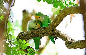 two birds, trees, nature, birds, green HD wallpaper
