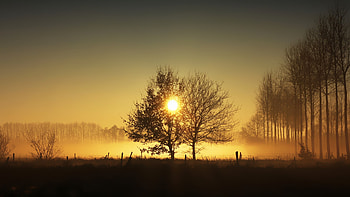 Morning Mist, nature, sun, Mist, Morning HD wallpaper