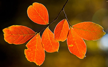Nature, Autumn, Leaves, Branch, Veins HD wallpaper