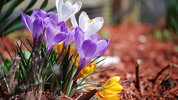 Spring, Flowers, Plant, Macro HD wallpaper