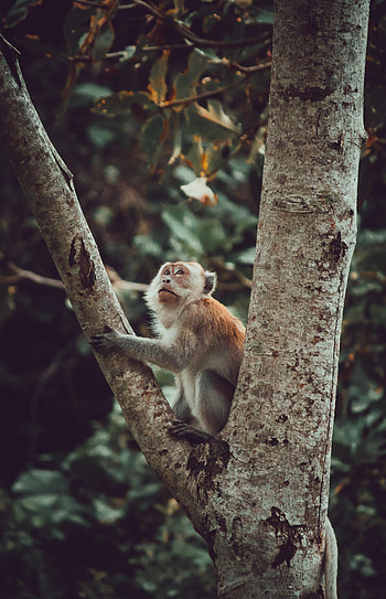 Animals, Wood, Tree, Monkey, Sight, Opinion, Nice, Sweetheart, Marmoset HD phone wallpaper
