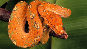 Animals, Spotted, Spotty, Color, Snake, Twisted HD wallpaper