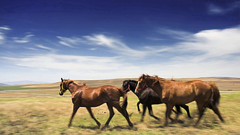 Animals, Horses, Speed, Meadow HD wallpaper