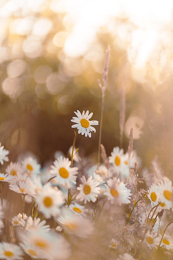 Flowers, Camomile, Petals, Focus, Chamomile, Wildflowers HD phone wallpaper
