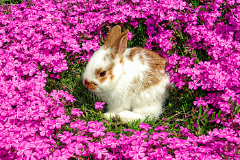 Bunny-R, animal, graphy, cute, baby, beauty, nice, flower, glass, rabbit, sweet, r, beautiful, little, bunny, pink, pretty, cool, flowers, lovely HD wallpaper