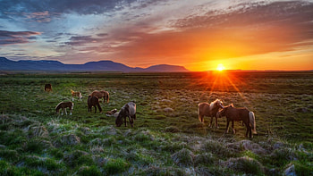 Iceland Sunset, Horses Silhouette, Dramatic Sky, Background HD wallpaper