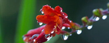Flowers bloom after the rain, leaves, rain, green, red HD wallpaper