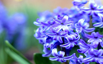 Flowers, Leaves, Macro, Petals HD wallpaper
