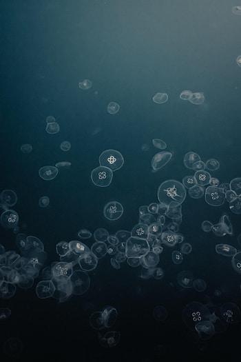 Animals, Water, Jellyfish, Grey, Under Water, Underwater HD phone wallpaper