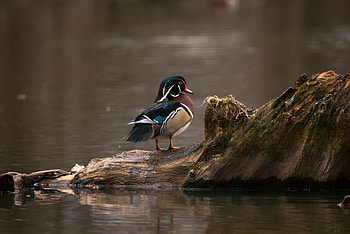 Animal, wood duck HD wallpaper