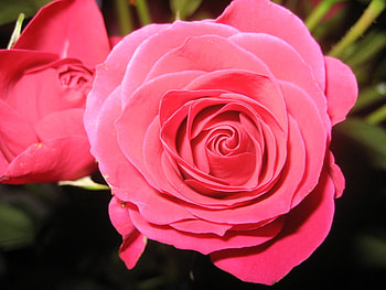 Pink rose for my dear friend beautiful_life, rose, pink, graphy, flower, beautiful, nature HD wallpaper