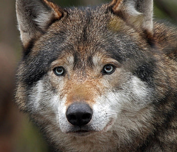 timber wolf, winter, dog, canis lupus, lone wolf, wolf, howling, snow, the pack, mythical, white, timber, wolves, grey, lobo, wisdom beautiful, grey wolf, nature, canine, friendship, arctic, solitude, black, quotes, wolf pack, , wild animal black, wolfrunning, abstract, pack, majestic, howl, spirit, wolf HD wallpaper