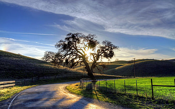 Nature, Sunset, Sun, Wood, Road, Turn, Tree, Evening, Fencing, Enclosure HD wallpaper