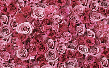 Plants, Flowers, Background HD wallpaper