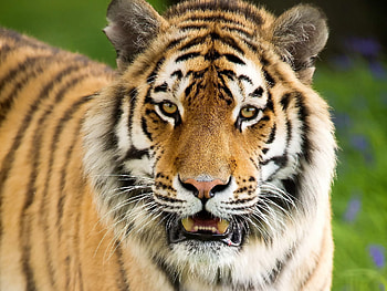 Animals, Aggression, Muzzle, Tiger, Open Mouth HD wallpaper