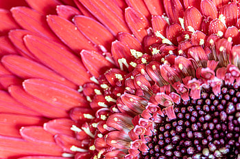 Flowers, Pink, Flower, Macro, Petals, Pollen HD wallpaper