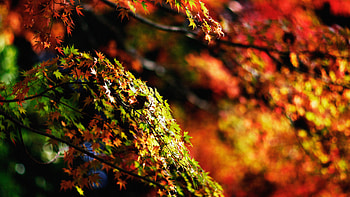 Japanese maple tree, Fall nature, Japanese maple tree, Fall HD wallpaper