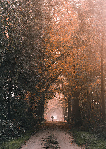Nature, Trees, Silhouette, Miscellanea, Miscellaneous, Loneliness, Track HD phone wallpaper
