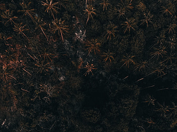 Nature, Trees, Palms, Forest HD wallpaper