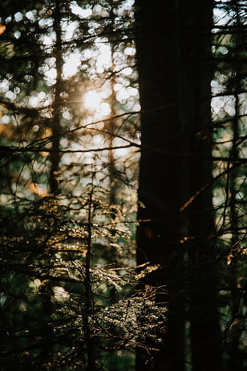 Moody forest scene with sunlight streaming through trees, creating a serene and lush atmosphere. HD phone wallpaper