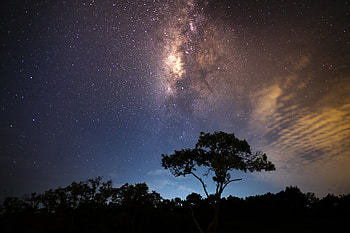 Starry night, milky way, tress, night, sky HD wallpaper