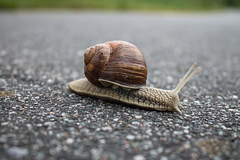 Macro shot of a snail with a spiral shell moving slowly across an asphalt road. HD wallpaper